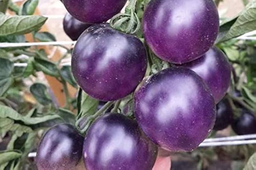 Amazon.com : Seeds Rare Tomato Indigo Rose American Blue